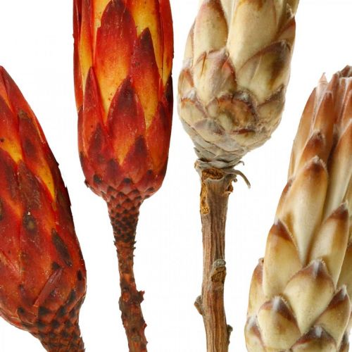 Floristik24 Protea Mix, suszone kwiaty Respens Natural/Czerwony 13 szt