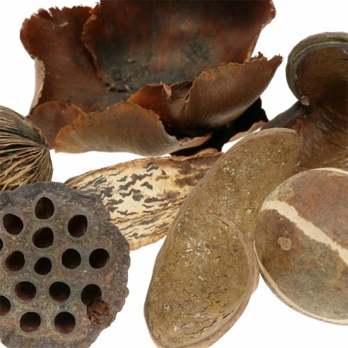 Floristik24 Exotics asortyment natura w sieci 200g