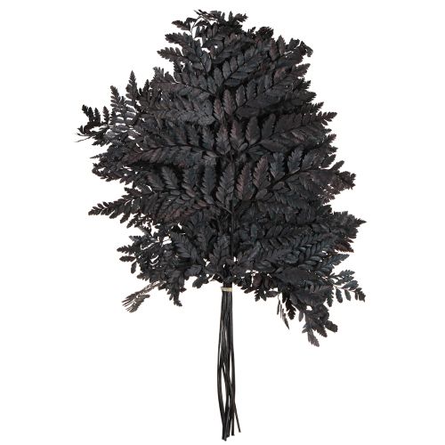 Produkt Dekoracja z paproci Prawdziwe liście paproci Czarne konserwowane 45 cm 10 szt