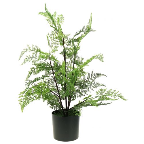 Floristik24 Paproć drzewiasta w doniczce zielona 60cm
