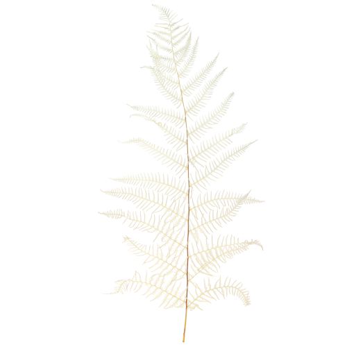 Produkt Liście Paproci Paproć Biała Suszona Bielona 50cm 10 szt