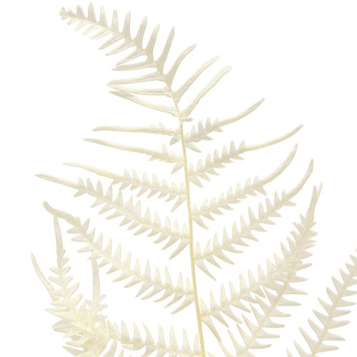 Produkt Liście Paproci Paproć Biała Suszona Bielona 50cm 10 szt