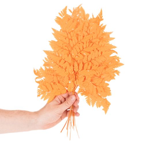 Suszone i konserwowane liście paproci do florystyki i dekoracji jesiennych, 42 cm, 10 szt. | Floristik24.pl