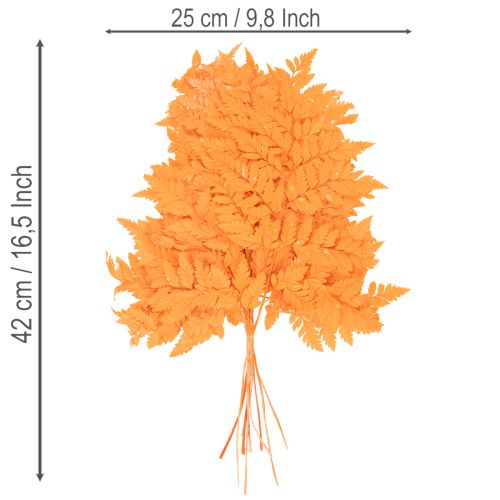 Suszone i konserwowane liście paproci do florystyki i dekoracji jesiennych, 42 cm, 10 szt. | Floristik24.pl