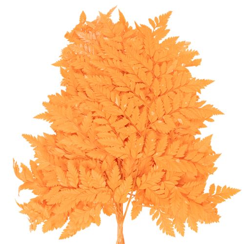 Suszone i konserwowane liście paproci do florystyki i dekoracji jesiennych, 42 cm, 10 szt. | Floristik24.pl