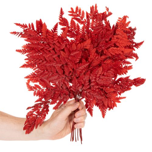 Zakonserwowane i barwione liście paproci, prawdziwa paproć do jesiennych kompozycji, 42 cm, 10 sztuk | Floristik24.pl