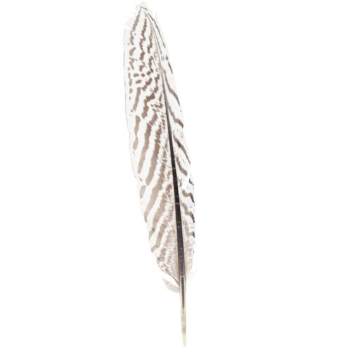 Produkt Pióra bażanta do rękodzieła brązowe beżowe naturalne 20cm 20szt