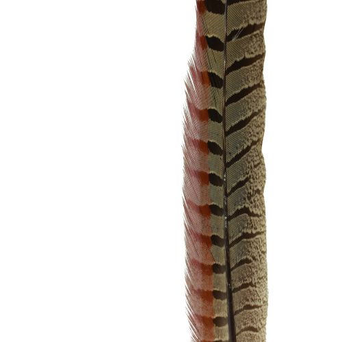 Floristik24 Ozdoba z Piór Bażanta Prawdziwe Pióra Naturalne 40cm 9 szt
