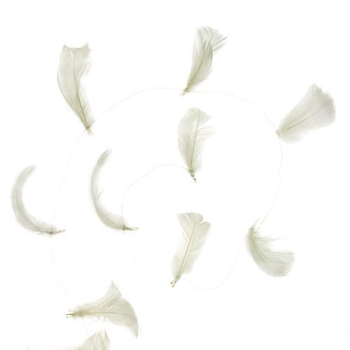 Floristik24 Sprężyna na drucie krem 10m