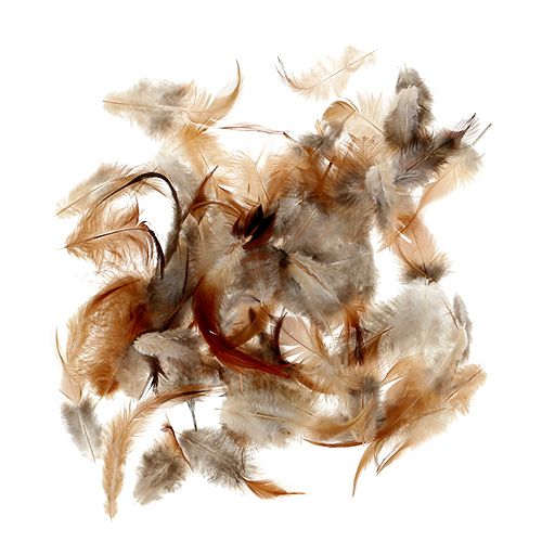 Floristik24 Sortowanie z piór. 5-15 cm natura 228 sztuk