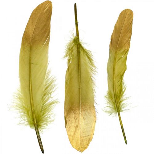 Floristik24 Pióra do rękodzieła, pióra dekoracyjne, zielono-złote, dł. 16–20cm, 24 szt.