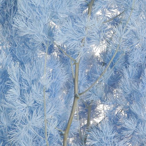 Produkt Szparagi piórkowe Szparagi Suszone Dekoracje Jasnoniebieskie 55-70cm 100g
