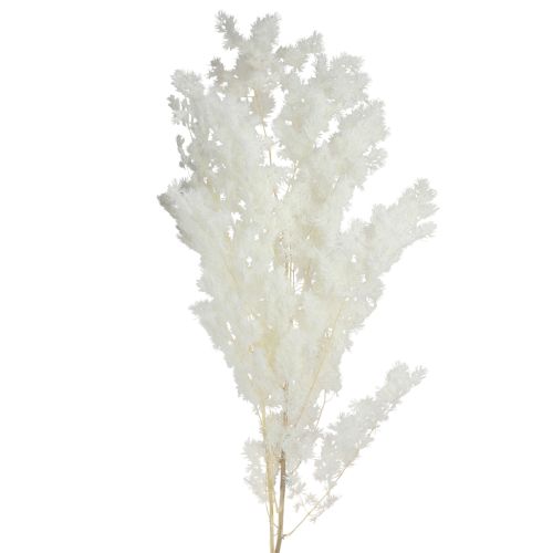 Produkt Szparagi wiosenne Szparagi konserwowe białe 55-70cm 100g