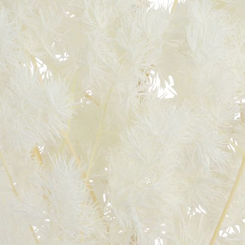 Produkt Szparagi wiosenne Szparagi konserwowe białe 55-70cm 100g