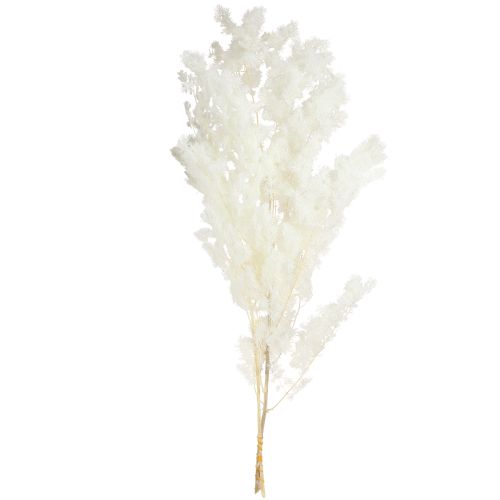 Produkt Szparagi wiosenne Szparagi konserwowe białe 55-70cm 100g