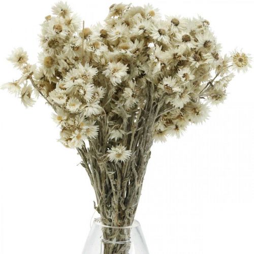 Produkt Mini kwiat słomy Biały suszony kwiat Deco Rock Flower H20cm 15g