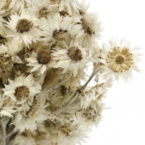 Floristik24 Mini kwiat słomy Biały suszony kwiat Deco Rock Flower H20cm 15g