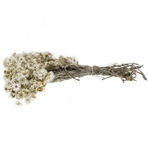 Floristik24 Mini kwiat słomy Biały suszony kwiat Deco Rock Flower H20cm 15g