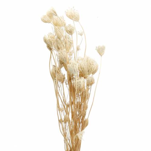 Kwiaty suszone bielone koper włoski 100g