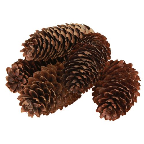 Produkt Szyszki świerkowe naturalne szyszki dekoracyjne do rękodzieła 10-11cm 5 szt
