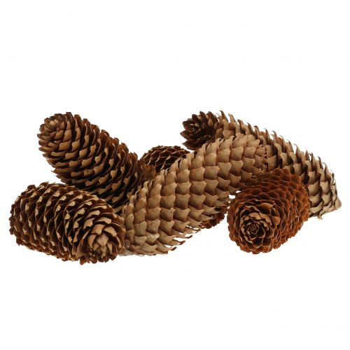 Floristik24 Szyszki świerkowe natura 13cm 12 szt