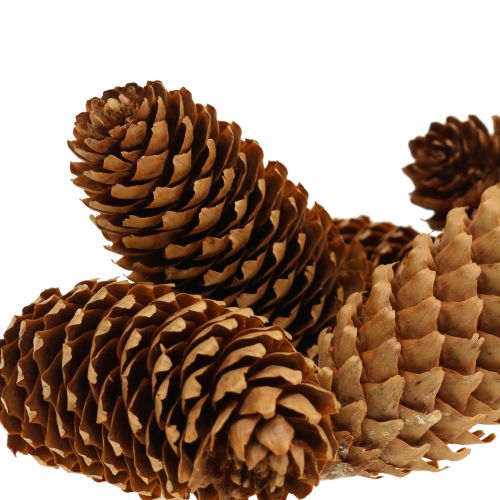 Floristik24 Szyszki świerkowe natura 13cm 12 szt