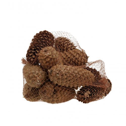 Floristik24 Szyszki świerkowe natura 13cm 12 szt