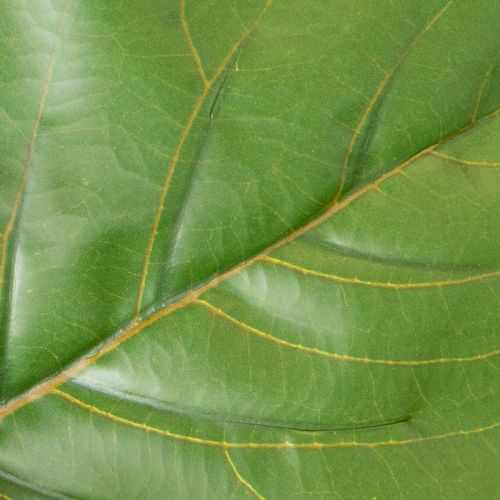 Sztuczny Ficus lyrata 120 cm dekoracyjny do salonu | Floristik24.pl