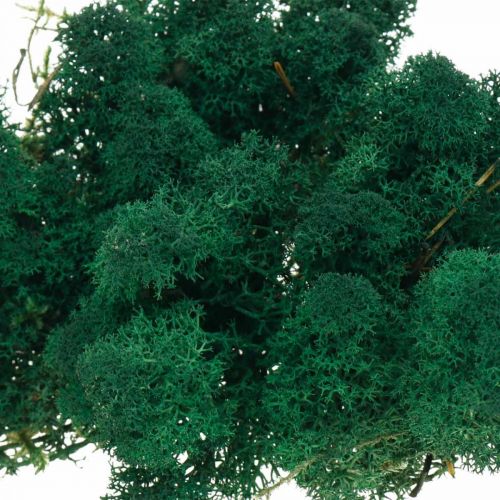 Produkt Mech dekoracyjny Zielony mech islandzki Mech konserwowany do rękodzieła 400g
