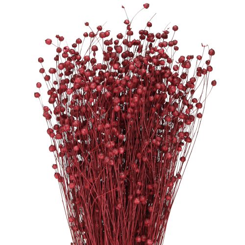 Floristik24 Len Bordeaux Czerwony Suszone Dekoracje Suszone Kwiaty Dł. 55 cm 80 g