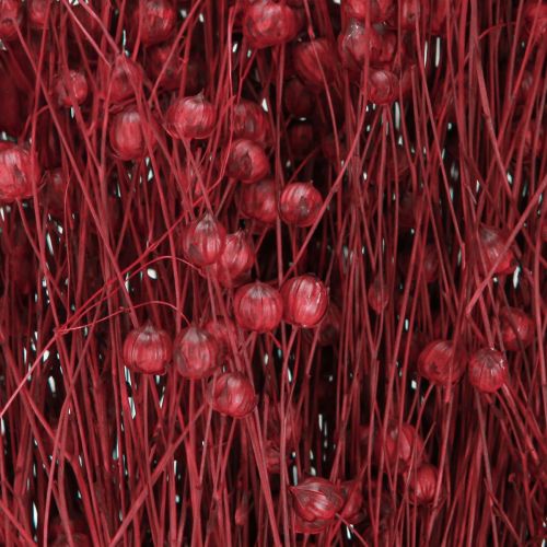 Floristik24 Len Bordeaux Czerwony Suszone Dekoracje Suszone Kwiaty Dł. 55 cm 80 g