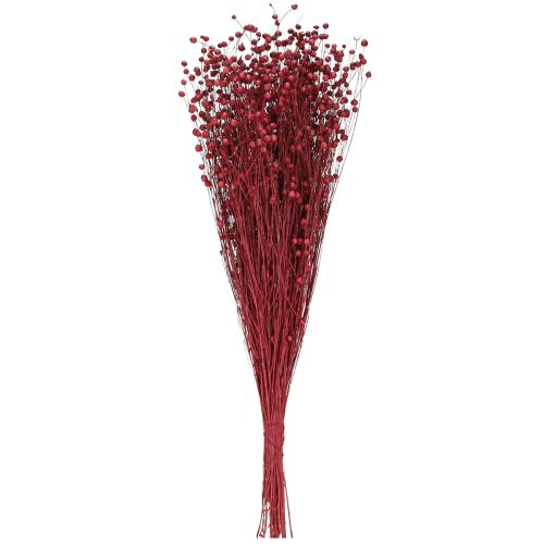 Floristik24 Len Bordeaux Czerwony Suszone Dekoracje Suszone Kwiaty Dł. 55 cm 80 g