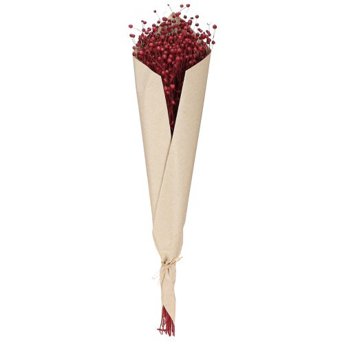 Produkt Len Bordeaux Czerwony Suszone Dekoracje Suszone Kwiaty Dł. 55 cm 80 g