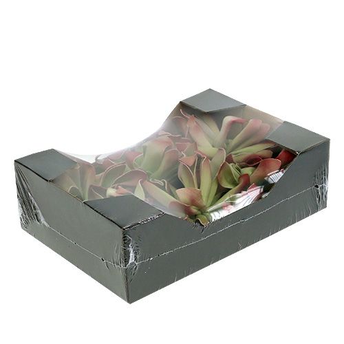 Floristik24 Kwiatek piankowy Ø12cm Zielony/Red 6szt.
