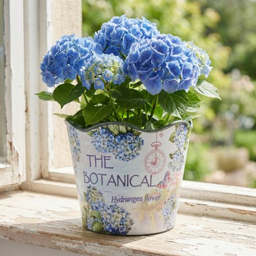 Plastikowa doniczka na hortensje letnie Ø16,5 cm W13,5 cm | Floristik24.pl
