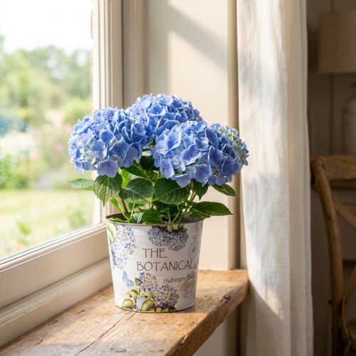 Plastikowa doniczka na hortensję Ø13,5 cm W12 cm | Floristik24.pl