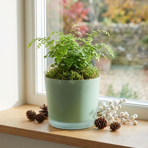 Szklana doniczka zielona sadzarka szklana wanna Ø14.5cm H12.5cm | Floristik24.pl