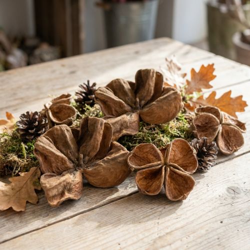 Landlotus Nature 50 szt. | Floristik24.pl