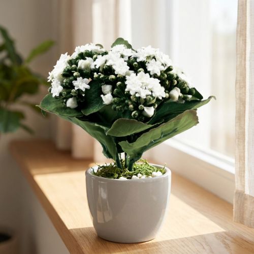 Sztuczne Kalanchoe Flaming Käthchen White 24cm | Floristik24.pl