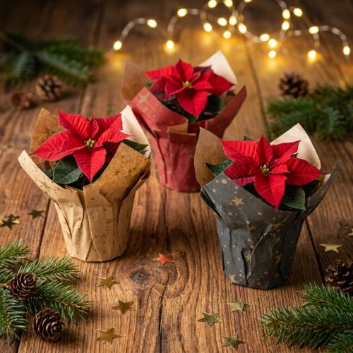 Papierowe doniczki gwiazdki czerwone/antracyt/naturalne Ø4,5cm W6cm 9 szt | Floristik24.pl