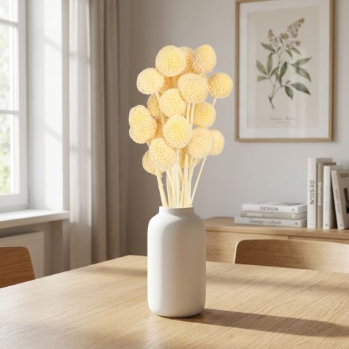Craspedia Suszone Kwiaty Kremowe Dekoracje 20 szt. 50-55 cm | Floristik24.pl
