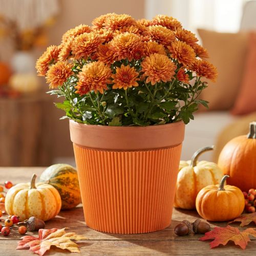 Produkt Mankiety plisowane do doniczek pomarańczowe 14,5cm 100 sztuk