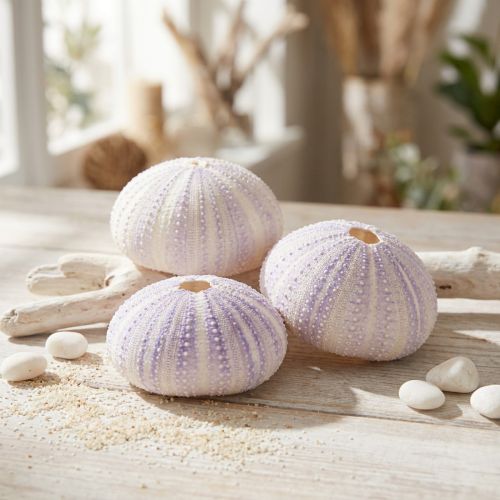 Produkt Obudowa jeżowca w kolorze biało-fioletowym Ø4-6cm 12 szt
