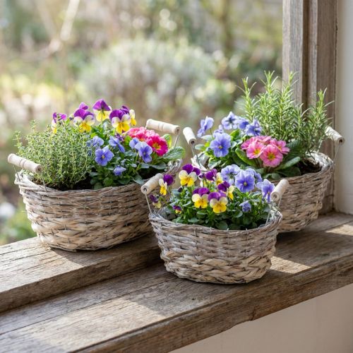 Naturalny kosz do sadzenia, kosz z uchwytami, donica shabby chic myty biały dł.31/27,5/24cm wys.11,5/10cm zestaw 3 szt. | Floristik24.pl