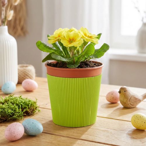Produkt Mankiety plisowane do donic jasnozielone 14,5cm 100 sztuk