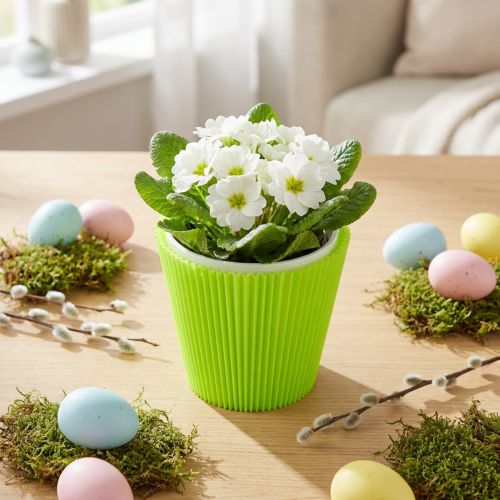 Mankiety plisowane jasnozielone 10,5cm 100 szt | Floristik24.pl