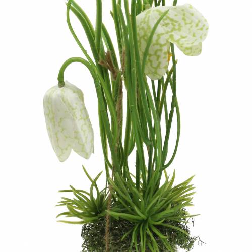 Floristik24 Fritilaria w skorupce jajka do powieszenia sztuczna Zielona, Biała 25cm