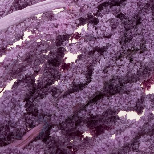 Produkt Suszone kwiaty liszy, barwione, do nowoczesnej dekoracji wnętrz, 100 cm, 5 szt.