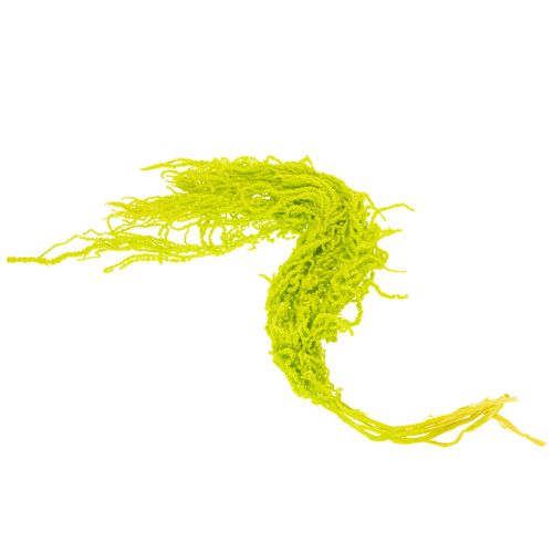 Produkt Suszone kwiaty z liszy, barwione, do wyjątkowej dekoracji wnętrz i wyjątkowych akcentów, 100 cm, 5 sztuk