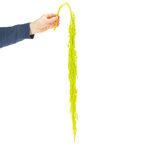 Produkt Suszone kwiaty z liszy, barwione, do wyjątkowej dekoracji wnętrz i wyjątkowych akcentów, 100 cm, 5 sztuk